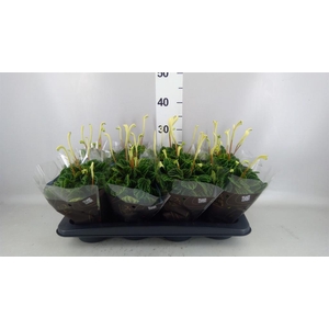 Peperomia caperata 'Lilian'