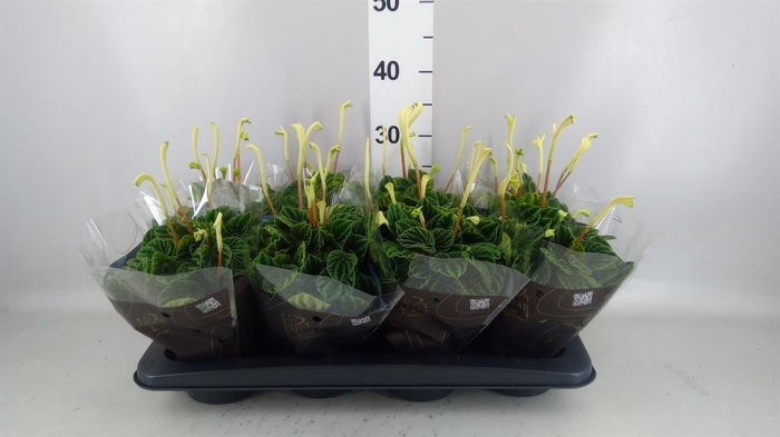 <h4>Peperomia caperata 'Lilian'</h4>