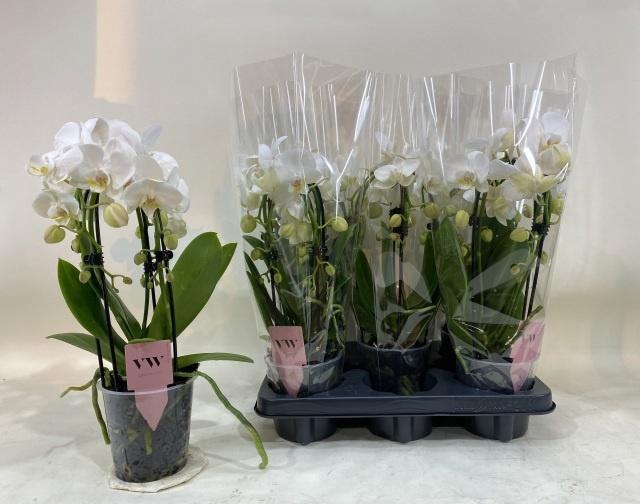 <h4>PHAL AN INVERNESS</h4>