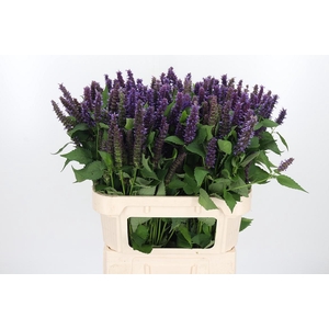 Agastache