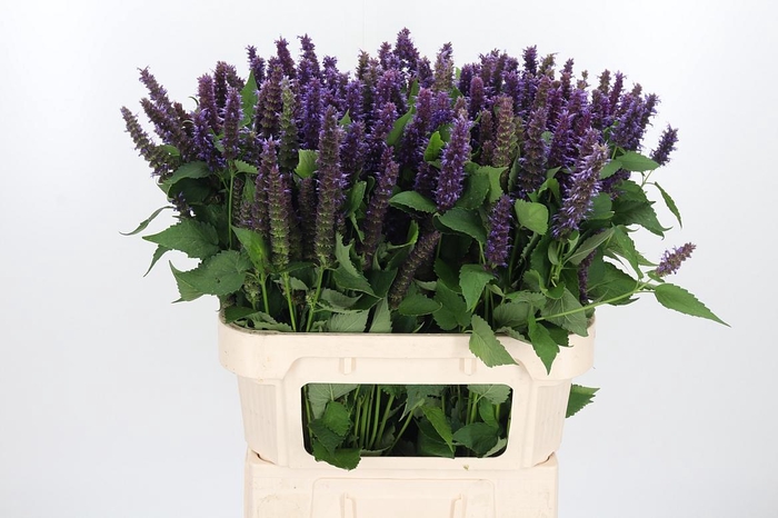 <h4>Agastache</h4>