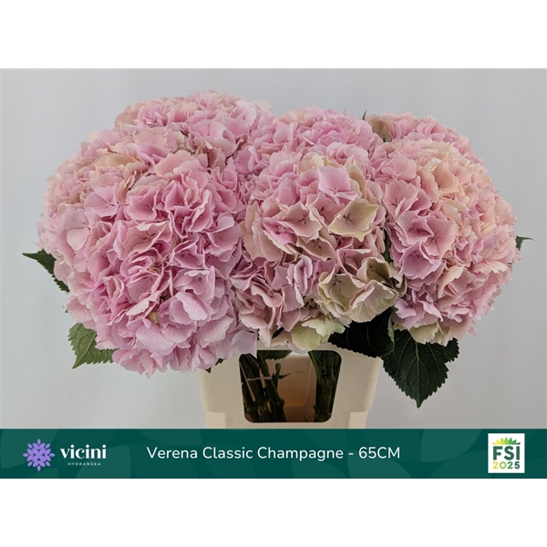 <h4>Verena Classic Champagne - 65CM</h4>
