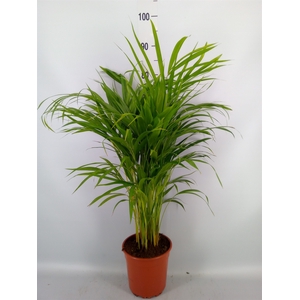 Dypsis lutescens   ...Chrysalidoca