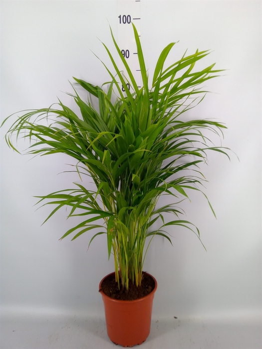 <h4>Dypsis lutescens   ...Chrysalidoca</h4>