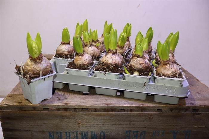 <h4>Hyacin White Pearl</h4>