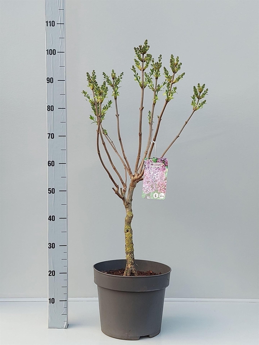 <h4>Syringa vulg.</h4>