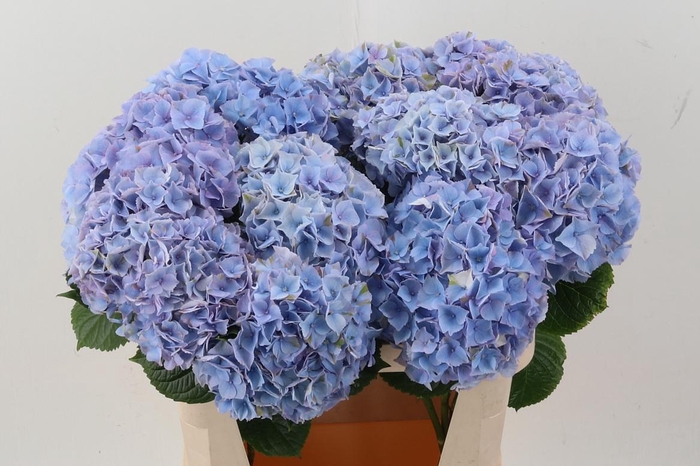 <h4>Hydr M My Minerva</h4>