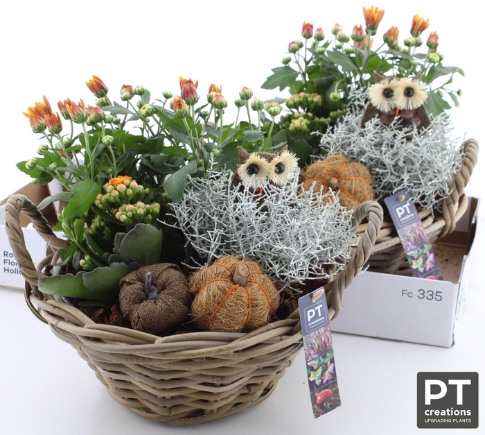 <h4>ARR TUINPLANTEN</h4>