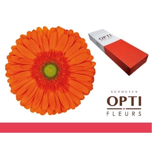 Gerbera Atlanta Doos