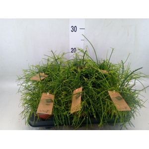 Rhipsalis baccifera 'Oasis'
