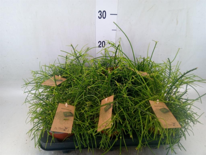 <h4>Rhipsalis baccifera 'Oasis'</h4>