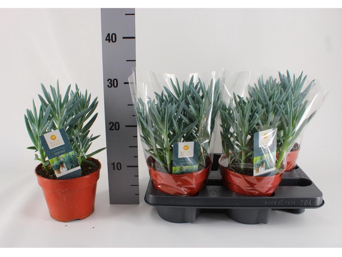 <h4>CURIO F STELVIO</h4>