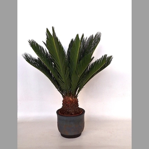 CYCAS REVOLUTA
