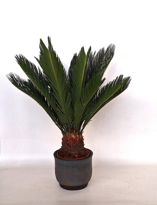 <h4>Cycas in Mace pot</h4>