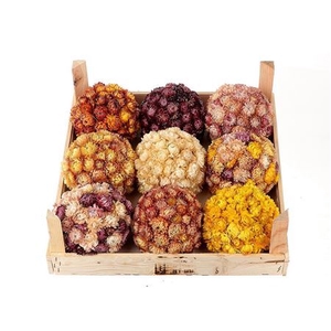 Ball Helichrysum Mix D13