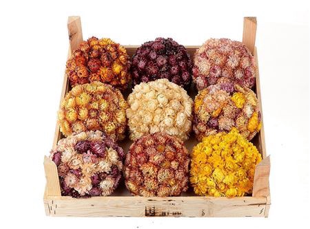 <h4>Ball Helichrysum Mix D13</h4>