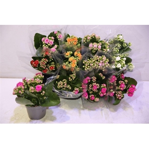 arr8 Kalancho Double Mix