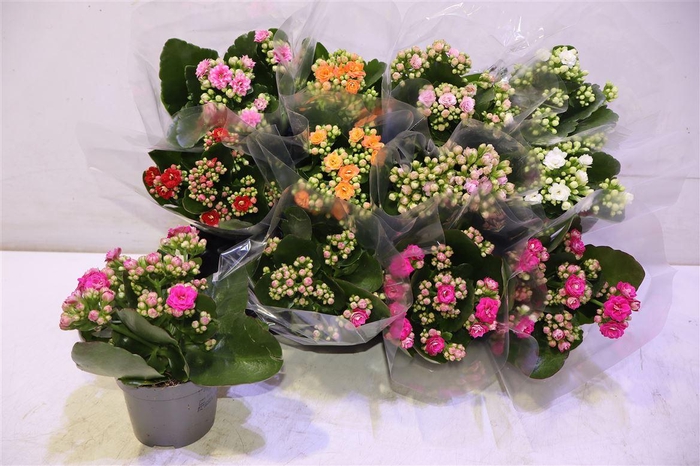 <h4>arr8 Kalancho Double Mix</h4>