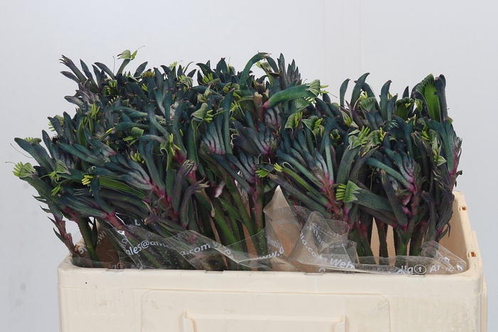 Anigozanthos Celebrations Firework