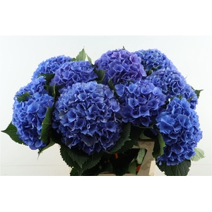 Hydr M Royal Parade 80-23