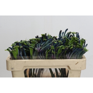 Anigozanthos Celebrations Masquerade