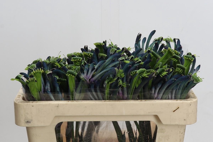 Anigozanthos Celebrations Masquerade