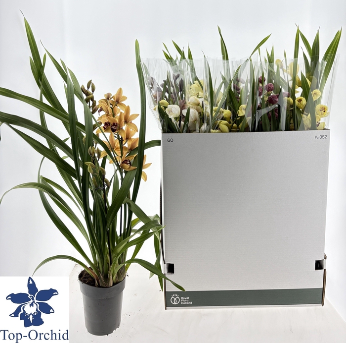 <h4>CYMB GEMENGD</h4>