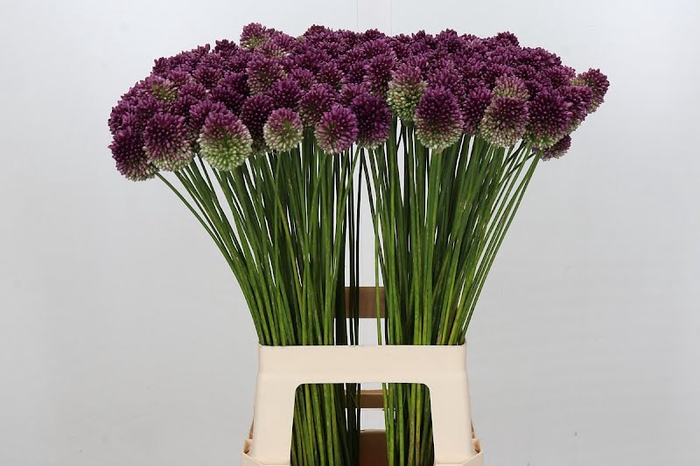 Allium Sphaerocephalon