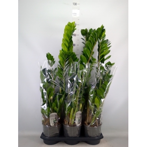 Zamioculcas zamiifolia