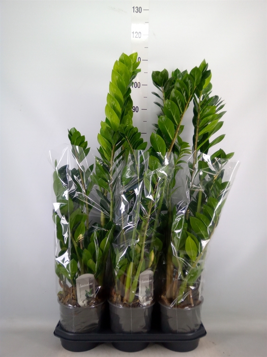 <h4>Zamioculcas zamiifolia</h4>