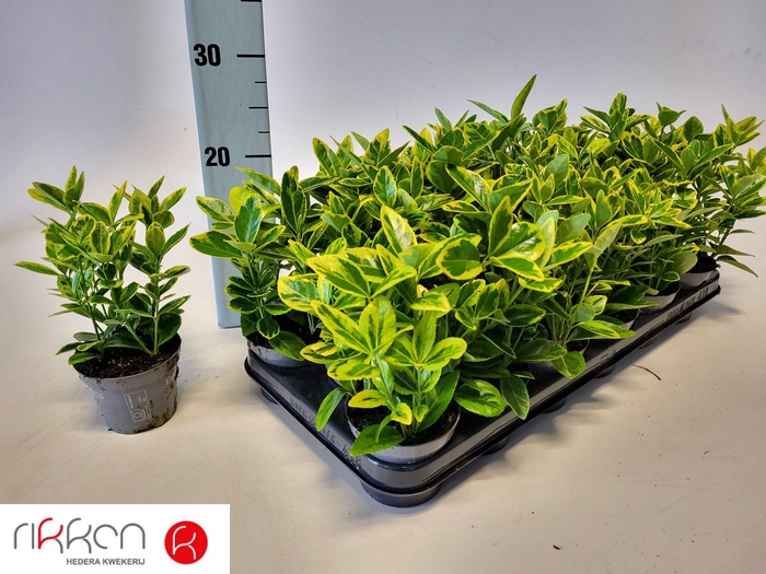 <h4>EUONYMUS JA AUREOMAR</h4>