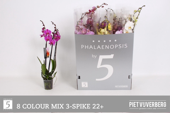 <h4>PHAL GEM 8 KL</h4>