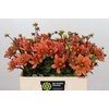 Dahlia Dr Phil