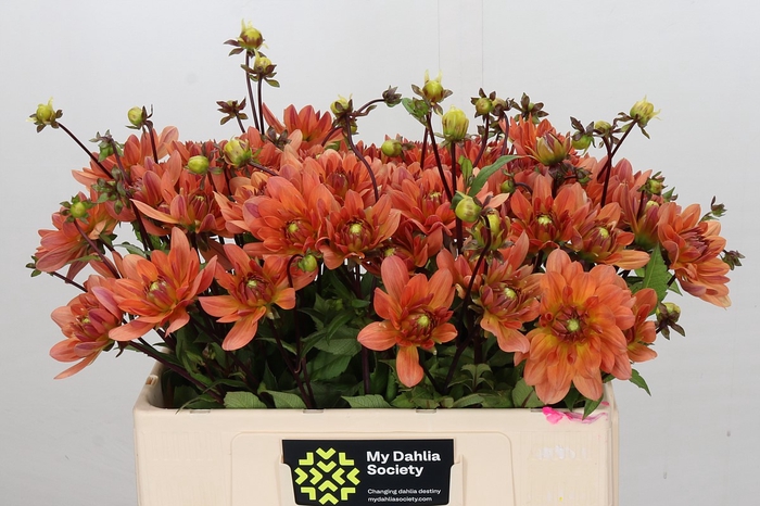 <h4>Dahlia Dr Phil</h4>