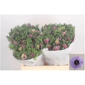 ANEM CO MIS + RARITY