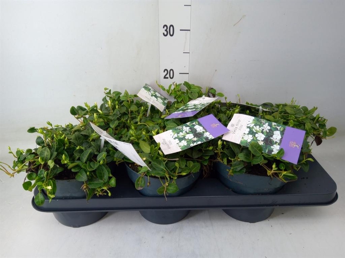 <h4>Vinca minor 'Alba'</h4>