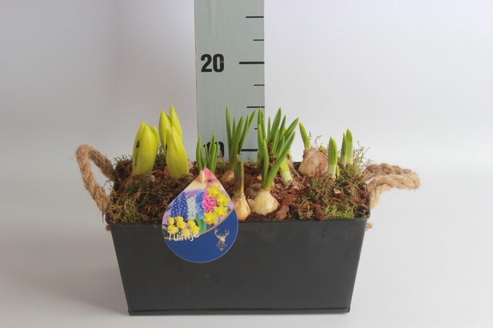 <h4>Arr Bol Knolgewas</h4>