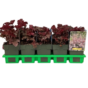 Heuchera americana