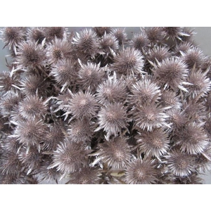 Eryn Magnetar Champagne L60