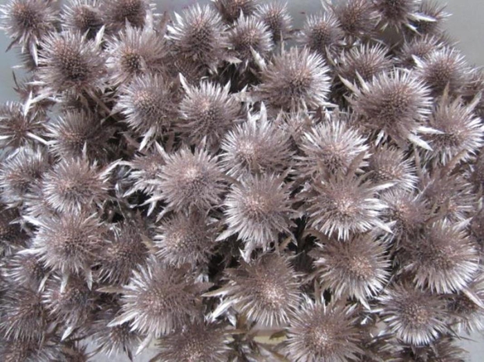 <h4>Eryn Magnetar Champagne L60</h4>