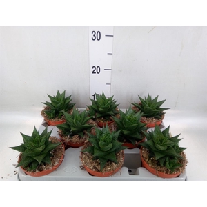 Haworthia limifolia
