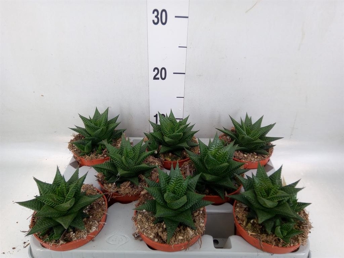 <h4>Haworthia limifolia</h4>