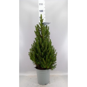 Picea glauca 'Conica'