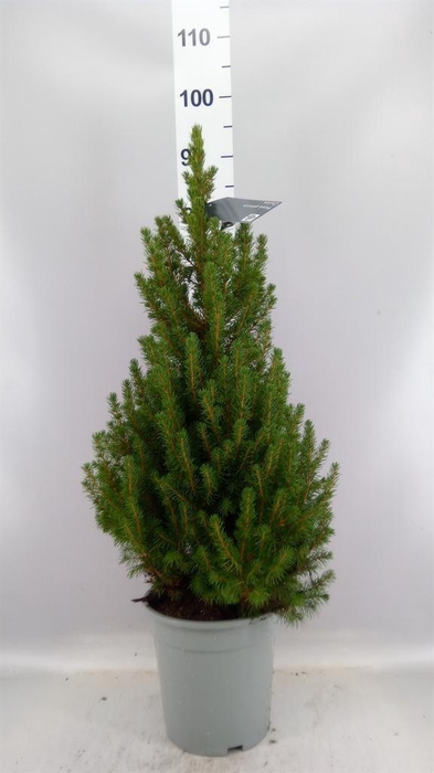 <h4>Picea glauca 'Conica'</h4>