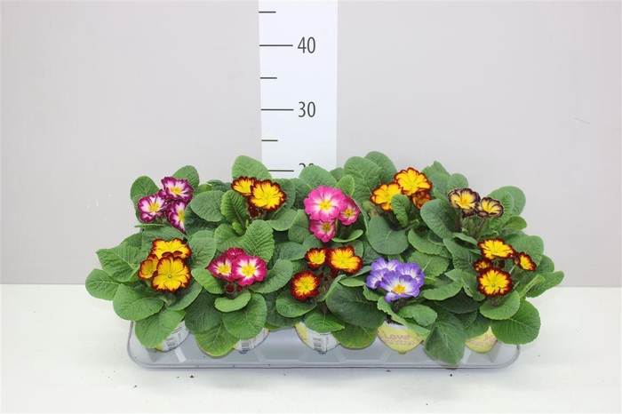 <h4>Primula Acaulis Ily Starflame Mix</h4>