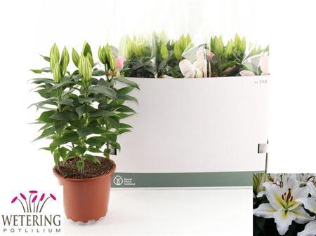 <h4>Lil Or Sunny Azores</h4>