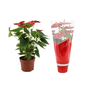 Anthurium Jambo Red in Couture sleeve