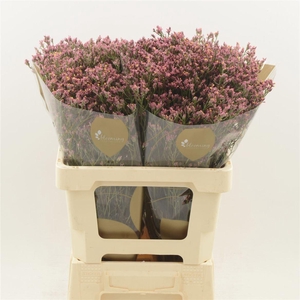 Limonium Sinense Max Diamond
