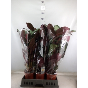 Calathea   ...mix