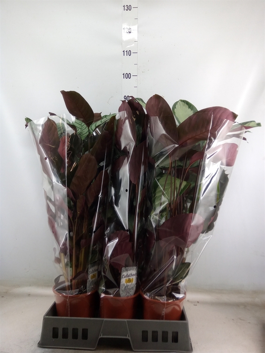 <h4>Calathea   ...mix</h4>